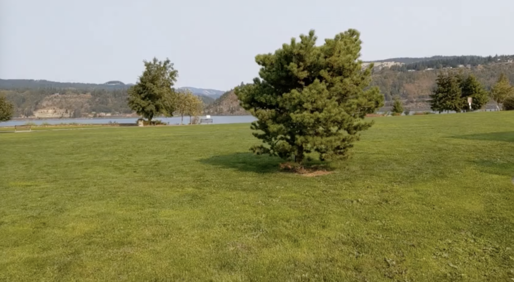 mild bush